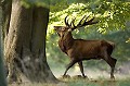  Mammifère, cerf, brame, forêt, 